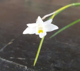Dendrobium equitans xxl