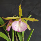 Brassocattleya Hippodamia