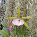 Brassocattleya Hippodamia