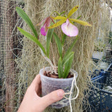 Brassocattleya Hippodamia