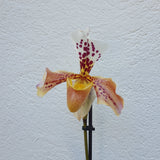 Paphiopedilum Américain