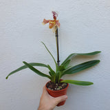 Paphiopedilum Américain