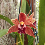 cymbidium cascade Zips