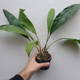 stanhopea oculata