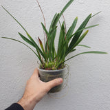 Encyclia belizensis