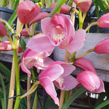 cymbidium Shellpearl Parnasse