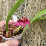 Bulbophyllum pulchellum