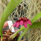 Bulbophyllum pulchellum