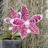 Phalaenopsis Double Shot