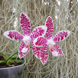 Phalaenopsis Double Shot