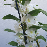 Dendrobium Nobile