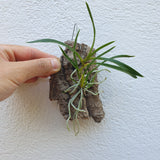 Angraecum calceolus