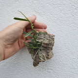 Angraecum  moandense