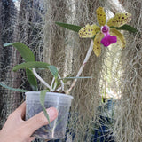 Cattleya Granulosa x aclandiae