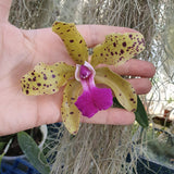 Cattleya Granulosa x aclandiae