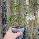 Dendrobium auriculatum