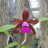 Cattleya tigrina escura x landate