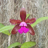 Cattleya tigrina escura x landate