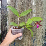 Cattleya tigrina escura x landate