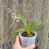 Aerides ringens