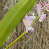 Aerides ringens
