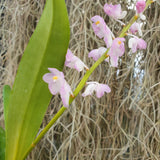 Aerides ringens