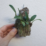 Bulbophyllum sp