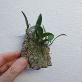 Bulbophyllum sp