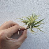 Tillandsia edithae