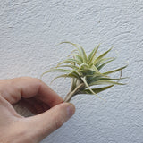Tillandsia edithae