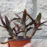 Neoregelia liliputiana hybride