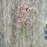 Epidendrum Parkinsonianum