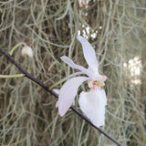 Holcoglossum Isabel Sander
