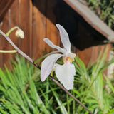 Holcoglossum Isabel Sander