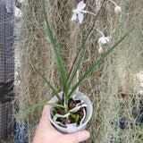 Holcoglossum Isabel Sander