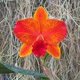 Cattleya Ayrton Senna Estoril