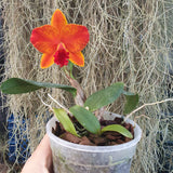Cattleya Ayrton Senna Estoril