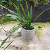Lockhartia oerstedii