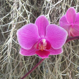 Phalaenopsis Hilda Fieck