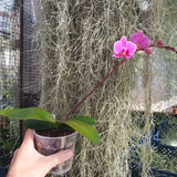 Phalaenopsis Hilda Fieck