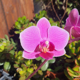 Phalaenopsis Hilda Fieck