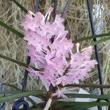 Vanda christensoniana