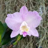 Cattleya Doris and Bryan Xmas Rose