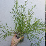 Dendrobium equitans xxl