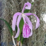 Brassocattleya Morning Glory