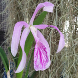 Brassocattleya Morning Glory