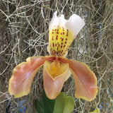 Paphiopedilum Américain