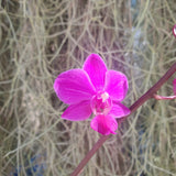 Phalaenopsis Pulcherimma x schilleriana
