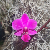 Phalaenopsis Pulcherimma x schilleriana