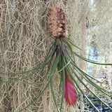 Tillandsia cyanea
